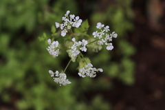 Anthriscus lamprocarpus