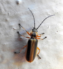 Afronycha circumdata