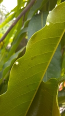 Graphium agamemnon