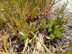 Chloropyron palmatum