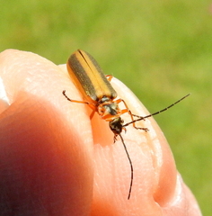 Afronycha circumdata