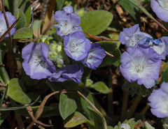 Phacelia curvipes