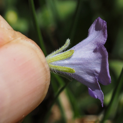 Phacelia curvipes