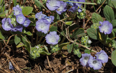 Phacelia curvipes