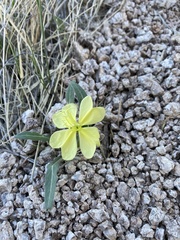 Oenothera primiveris