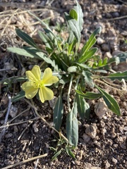 Oenothera primiveris