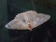 Luxiaria emphatica