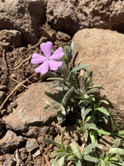Phlox woodhousei