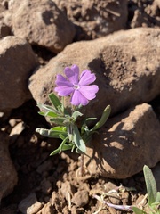 Phlox woodhousei