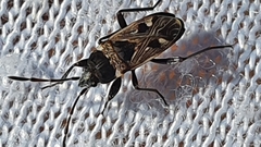 Caprochromus moerens