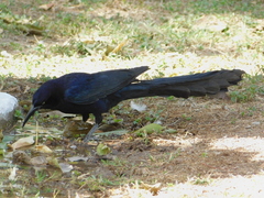 Quiscalus mexicanus