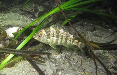 Spondyliosoma cantharus