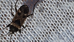 Caprochromus moerens