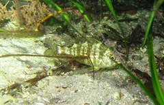 Spondyliosoma cantharus