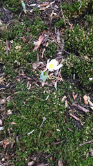 Sanguinaria canadensis