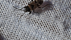 Caprochromus moerens