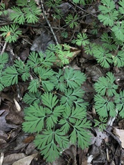 Dicentra canadensis