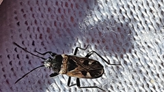 Caprochromus moerens