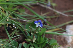 Veronica syriaca