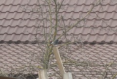 Phoenicurus ochruros