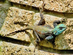 Southern Tree Agama photo 5