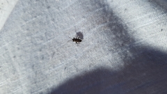 Caprochromus moerens