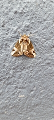 Thyatirinae