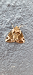 Thyatirinae