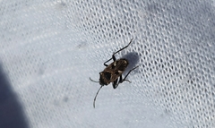 Caprochromus moerens