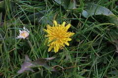 Pseudopodospermum semicanum