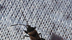 Caprochromus moerens