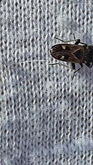 Caprochromus moerens