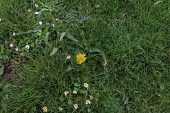 Pseudopodospermum semicanum