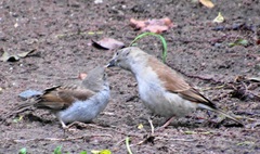 Passer diffusus stygiceps