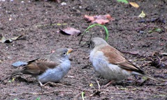 Passer diffusus stygiceps