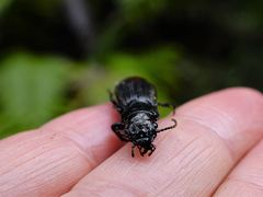 Mecodema spiniferum