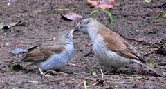 Passer diffusus stygiceps