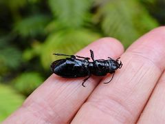 Mecodema spiniferum