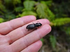 Mecodema spiniferum