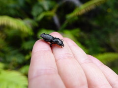 Mecodema spiniferum