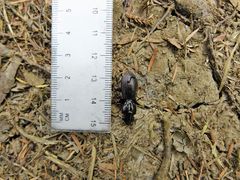 Mecodema spiniferum