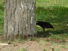 Quiscalus mexicanus