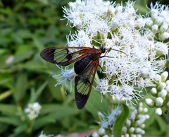 Cosmosoma centralis