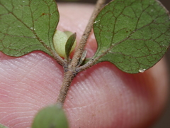 Coprosma tenuicaulis