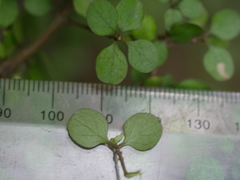 Coprosma tenuicaulis