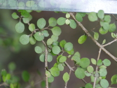 Coprosma tenuicaulis