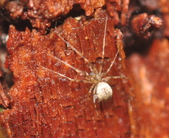 Drapetisca alteranda