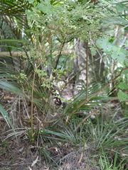 Coprosma tenuicaulis