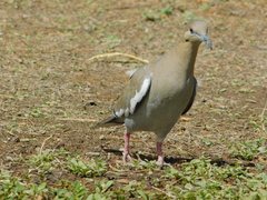 Zenaida asiatica