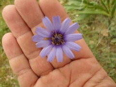 Catananche caerulea image